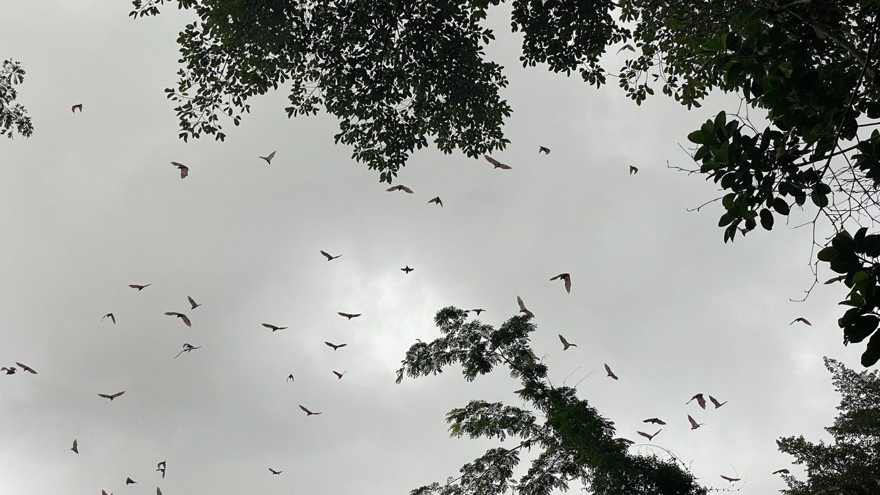 Bats flying in the sky at dusk