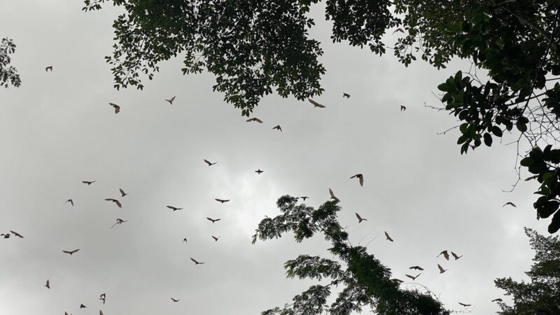 Bats flying in the sky at dusk